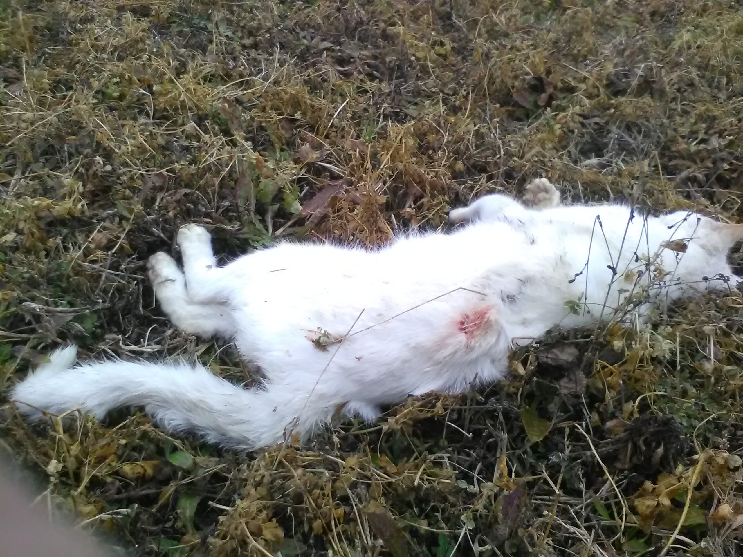 Gatto domestico attaccato e ucciso dai lupi in Valle Grana