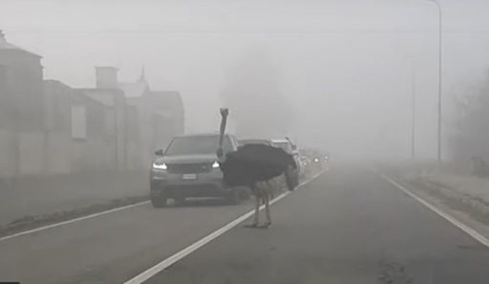 Struzzo a spasso sulla strada provinciale a Casale Popolo