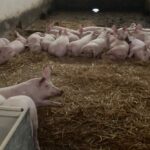 Peste suina: il Piemonte anticipa 1,8 milioni per gli allevatori di suini colpiti dall'emergenza