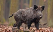 Peste suina: in Liguria via libera alle attività outdoor con alcune precauzioni