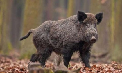 Peste suina, ripartono le attività di caccia con i cani anche nella zona rossa dell'alessandrino