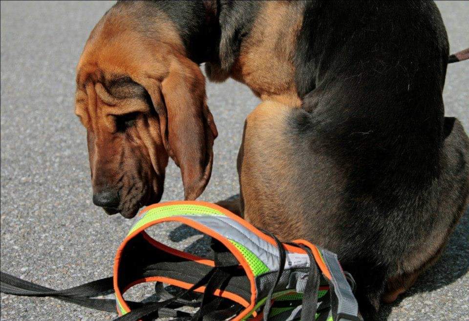 Costigliole d'Asti, all'Aviosuperficie Boglietto arrivano i cani molecolari per workshop