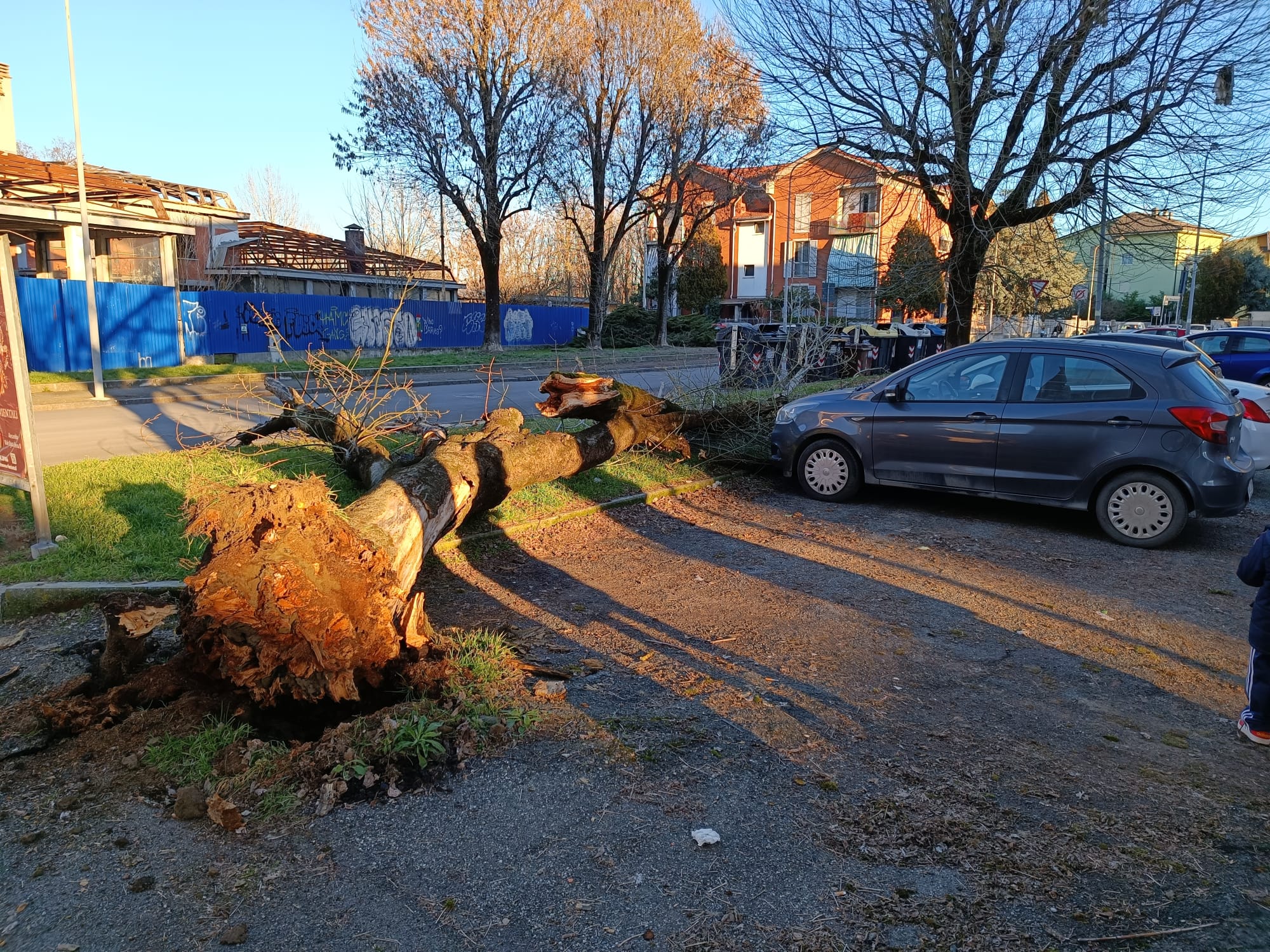 Alessandria: albero cade a pochi centimetri dalle auto parcheggiate in via Pochettini