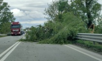 Acqui-Alessandria: grosso albero in carreggiata all'altezza di Castellazzo, rimosso dai Vigili del Fuoco