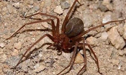 Genova: arriva la mostra "Spiders" con ragni e scorpioni vivi