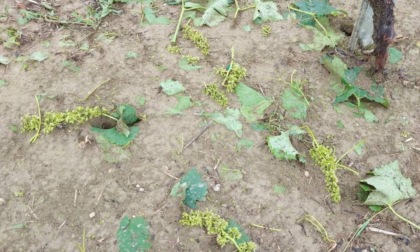 Maltempo, report Confagri: gravi i danni all'agricoltura piemontese