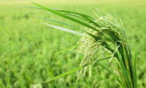 Il clima preoccupa i produttori di riso: maturazione in ritardo