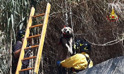 Genova, salvato un cane dai Vigili del Fuoco