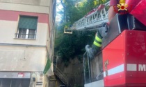 Genova: intervento dei Vigili del Fuoco in via Bartolomeo del Fossato per albero pericolante