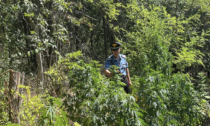Castellania Coppi: sequestrata vasta piantagione di marijuana, due arresti