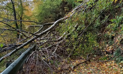 Maltempo in Liguria: albero sradicato dal vento, interrotta strada comunale a Gorreto