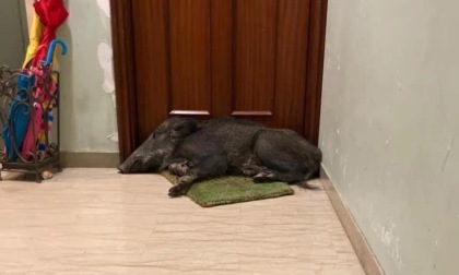 Genova, trovato un cinghiale appisolato nel pianerottolo di un condominio