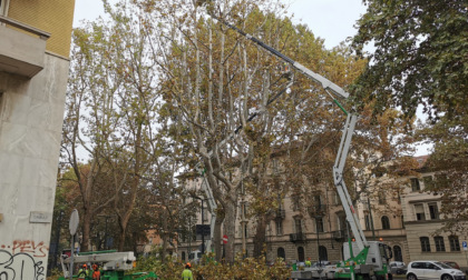 Torino: al via il cantiere di potatura dell'alberata di corso Regina Margherita