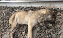 Ovada, trovato un altro lupo morto: è il secondo caso nel giro di pochi giorni