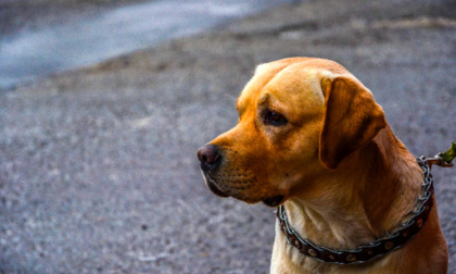 Coperto di masserizie ed ingombranti, senza barriere per evitare cadute accidentali: sequestrato un cane ad Alessandria