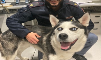 Sanremo: Polizia trova un Husky Siberiano in corso Cavallotti, si cerca il proprietario