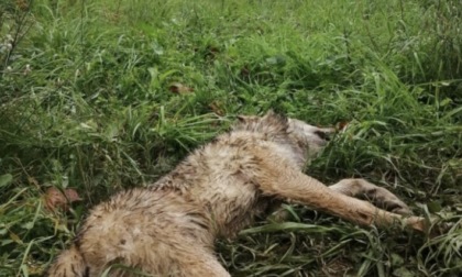 Trovato un lupo morto sotto il ponte sull'Orba