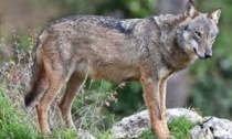 I lupi sul territorio ligure-piemontese: serata informativa ad Ovada