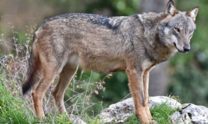 Castelletto d'Orba, trovato un lupo morto. E' il terzo caso in dieci giorni