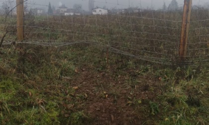 Peste suina, continuano i danni da parte dei cinghiali