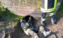 Villanova Monferrato: Vigili del Fuoco salvano cane incastrato in un canale di scolo