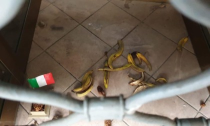 Acqui Terme, imbrattata la sede della Lega con delle bucce di banana