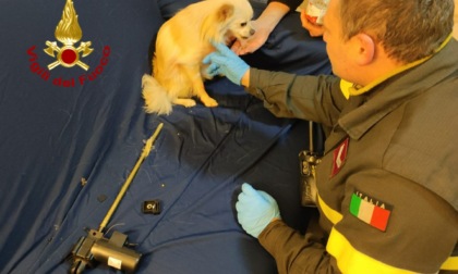 Genova, i Vigili del fuoco soccorrono un cane rimasto incastrato in una poltrona reclinabile