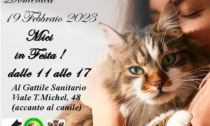 Festa del gatto: domenica 19 al gattile sanitario di Alessandria "Mici in Festa"