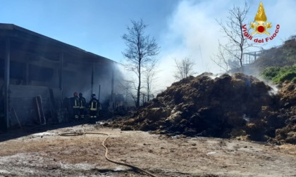 Incendio azienda agricola di Carpeneto: morti oltre cinquanta bovini