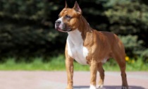 Rivoli, cane morde un bimbo di nove mesi: ricoverato al Regina Margherita di Torino