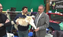 <strong>3' con... Gatti da tutto il mondo in mostra a Castelletto d'Orba</strong>