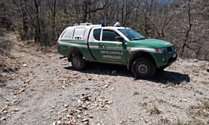 Trovati quattro lupi morti ad Albera Ligure dai Carabinieri Forestali di Alessandria