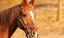 Pietra Marazzi, la fuga interrotta di un cavallo in cerca di libertà