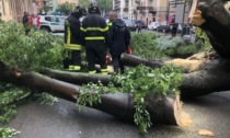 Acqui Terme, cade albero in corso Roma, nessun ferito