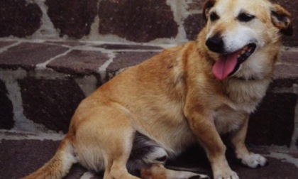 Genova, donna aggredita dal suo cane nella scorsa nottata