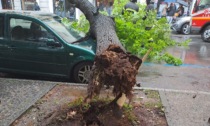 Caduto albero in corso Crimea ad Alessandria: strada chiusa al traffico