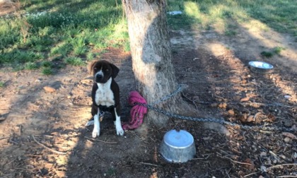 Cani lasciati senza cibo, tra escrementi e sporcizia: denunciate due persone a Torino