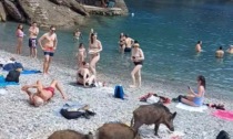 Nella spiaggia di San Fruttuoso di Camogli i cinghiali fanno visita ai bagnanti