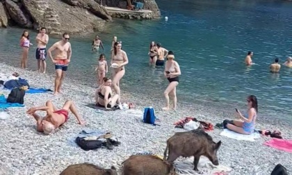 Nella spiaggia di San Fruttuoso di Camogli i cinghiali fanno visita ai bagnanti