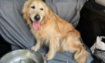 Pecetto, ritrovato golden retriever smarrito nella scorsa nottata