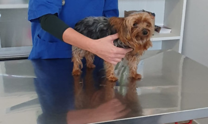 Alessandria, A.T.A. gestisce l'ambulatorio veterinario in collaborazione con il Comune