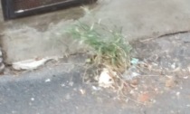 Strade sporche in centro città a Valenza, la segnalazione di una telespettatrice
