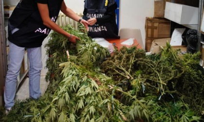 Gdf Torino, scoperta una coltivazione di canapa per la produzione di marijuana