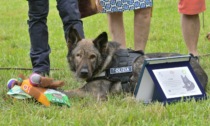 Dopo 13 anni di servizio, Alessandria saluta Fox, il cane pastore della polizia locale