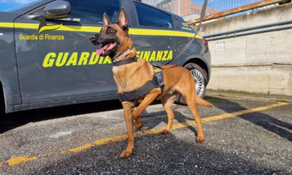 Gdf Torino, arrestato un trafficante internazionale e sequestrati 10 kg di hashish