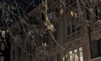 Topi sugli alberi ad Alessandria. Il sindaco: "Rifaremo la derattizzazione"