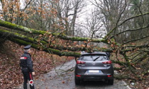 Maltempo a Novi Ligure, albero cade su una macchina: illeso il conducente