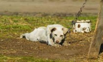 La Regione Piemonte bandisce i cani alla catena. Molte le novità nella legge approvata
