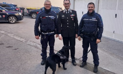 I carabinieri di Alessandria insieme all'Unità cinofila della Polizia locale per spaccio droga