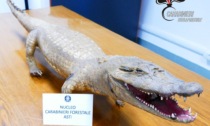 Asti, Carabinieri Forestali trovano coccodrillo imbalsamato